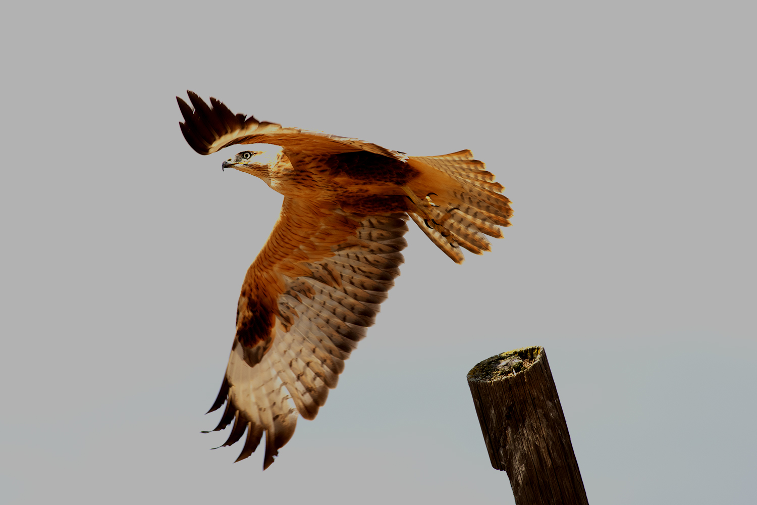 Long-legged Buzzard